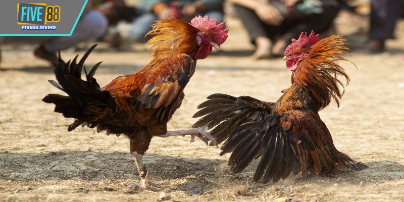 Trước giờ thi, từng chiến kê sẽ được gọi tên kiểm tra