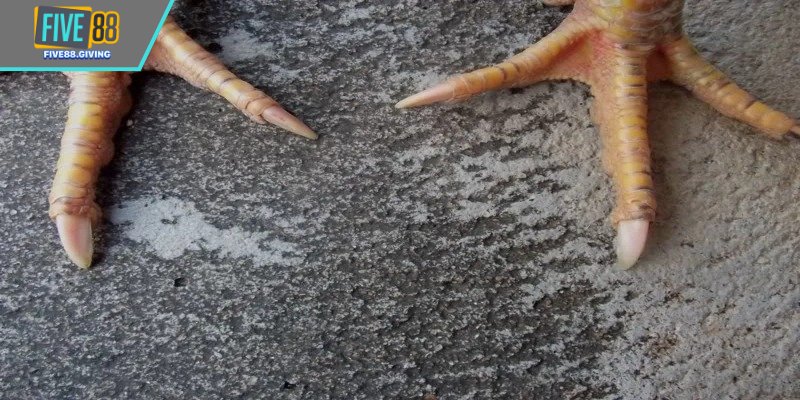 Vảy Độc Biên – Dấu Hiệu Linh Kê Tung Đòn Hiểm Bất Ngờ